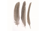 naturfedern_1
